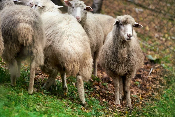 Hocico Oveja Aire Libre Animales Agricultura Pie Mirando Fijamente — Foto de Stock