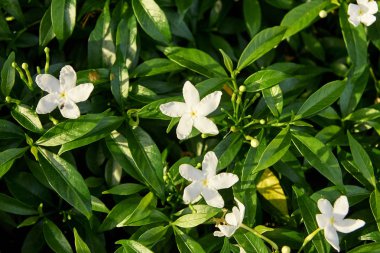 Parlak sulu Yeşiller. Küçük beyaz çiçekler.