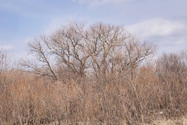 Yüksek kuru ot. Mavi gökyüzü. Beyaz bulutlar.