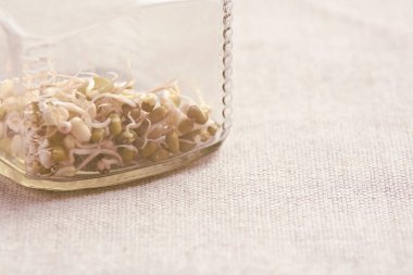 Fasulye filizi. Nötr arka plan. Cam kavanoz.