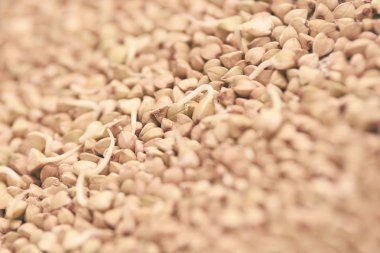 Kahverengi krup. Buğday taneleri. Filizlenir. Sağlıklı gıda.