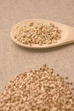 Buğday tahıl. Fasulye filizi. Sağlıklı gıda. Doğal arka plan.