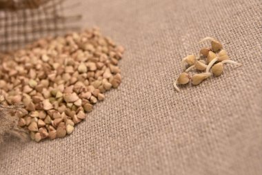 Buğday tahıl. Nötr arka plan. Filizlenir. Sağlıklı gıda.