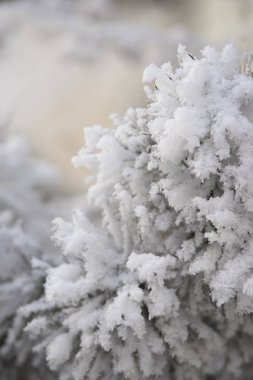 Beyaz kar. Dalları Ladin. Yeşil iğne.