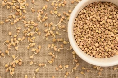 Filizlenir. Buğday tahıl. Beyaz tabak. Nötr arka plan.