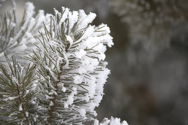 Χιονώδεις Υποκαταστήματος Πράσινο Βελόνες Πεύκων Στο Χιόνι Κινηματογράφηση Πρώτο Πλάνο — Φωτογραφία Αρχείου