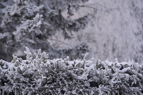 White Frost Świerk Śniegu Zielone Gałęzie Pejzaż Zimowy — Zdjęcie stockowe