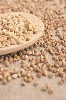 Kahverengi zemin. Mısır gevreği filizlenir. Tahta kaşık.