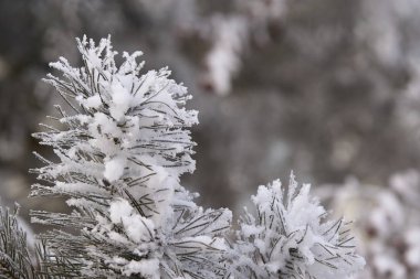 Yeşil iğne. Karda çam. Karlı şube. Portre.