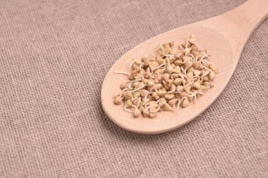 Buğday filizi. Nötr arka plan. Tahta kaşık.