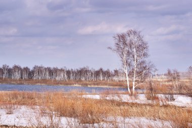 Kuru ot. Gri gökyüzü. Beyaz kar. Bulutlu.
