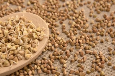 Buğday filizi. Tahıl tahıllar. Doğal arka plan.