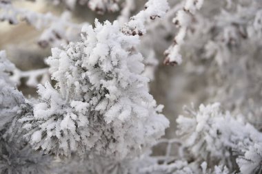 Dalları Ladin. Beyaz kar. Yeşil iğne.