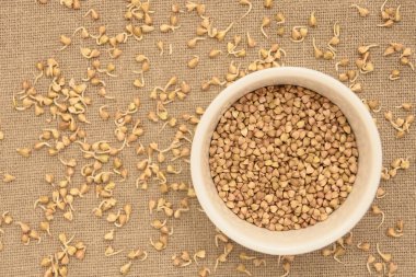 Buğday tahıl. Filizlenir. Beyaz tabak. Nötr arka plan.