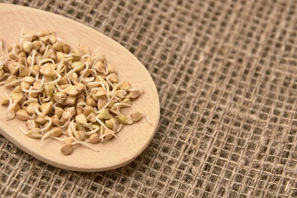 Buğday taneleri. Tahta kaşık. Sağlıklı gıda. Nötr arka plan.