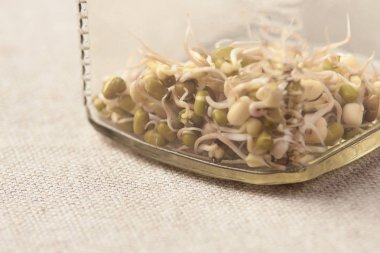 Fasulye filizi. Cam kavanoz. Nötr arka plan.