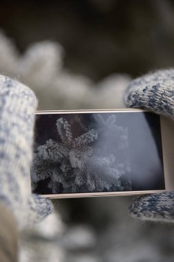 Ladin ağacı dalı. Resmi telefon için. Beyaz Don. Kış.