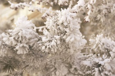 Dalları Ladin. Beyaz kar. Yeşil iğne.