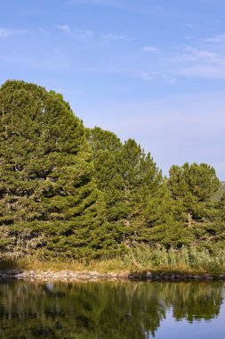 Saf şeffaf nehir. Yansıma ağaç. Yeşillik. Mavi gökyüzü.