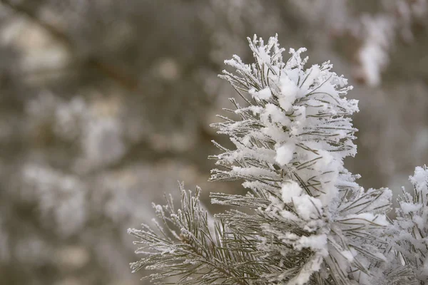 Πράσινο Βελόνες Πεύκων Στο Χιόνι Χιονώδεις Υποκαταστήματος Κινηματογράφηση Πρώτο Πλάνο — Φωτογραφία Αρχείου