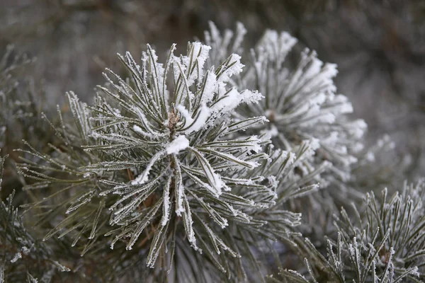 Snowy Oddziału Sosna Śniegu Zielonymi Igłami Zbliżenie — Zdjęcie stockowe