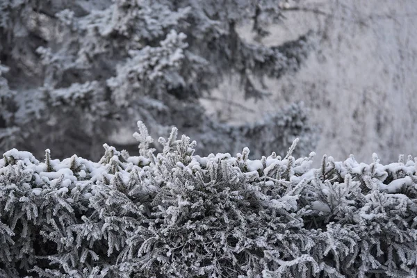 Gelo Branco Abeto Neve Ramos Verdes Paisagem Inverno — Fotografia de Stock