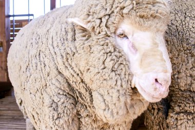 Üzgün kulunda damızlık koyun. Namlu paylaşımı. Et ve kürk çiftliği üretimi. Hayvan kafası. Closeup portre bakan