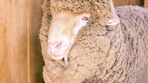 Smutný kulunda plemenné ovce. Sdílení čenichu. Maso a kožešinová farma PR — Stock fotografie