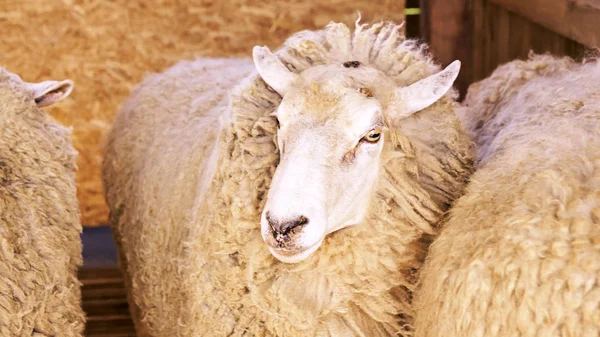 Sad kulunda breeding sheep. Muzzle sharing. Meat and fur farm pr