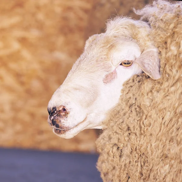 Smutný kulunda plemenné ovce. Sdílení čenichu. Výroba masa a kožešinových farem. Zvířecí hlava. Closeup portrét zíral — Stock fotografie