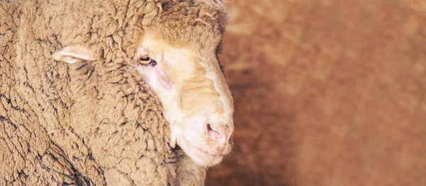 Sad kulunda breeding sheep. Muzzle sharing. Meat and fur farm production. Animal head. Closeup portrait staring