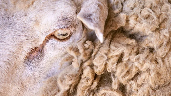 Sad kulunda breeding sheep. Muzzle sharing. Meat and fur farm production. Animal head. Closeup portrait staring