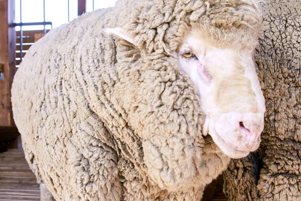 Sad kulunda breeding sheep. Muzzle sharing. Meat and fur farm production. Animal head. Closeup portrait staring