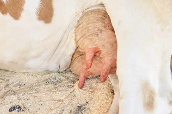 Landbouwhuisdieren ziek. Koe portret, rundvlees. Melk Kine — Stockfoto