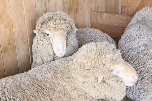 悲しいクルンダ繁殖羊。肉と毛皮の農産物の生産。動物の頭クローズアップポートレート見つめる — ストック写真