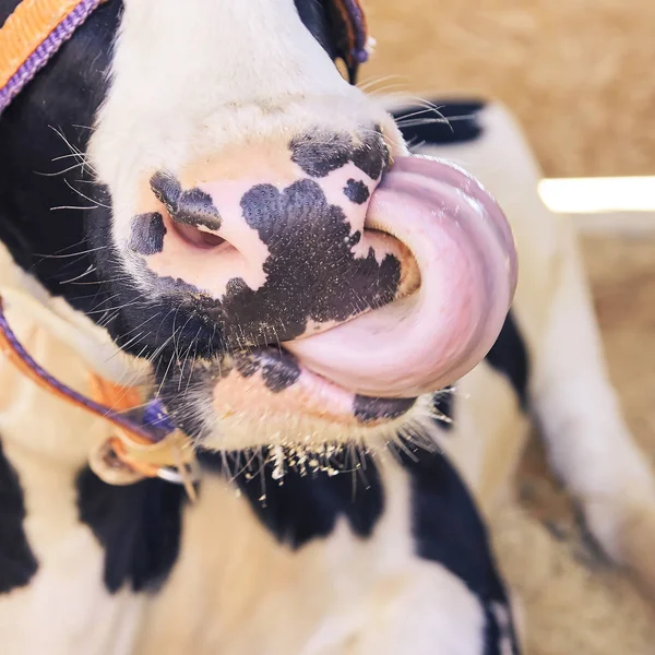 Больной сельскохозяйственный зверь. Коровий портрет, мясо говядины. Молочные коровы — стоковое фото