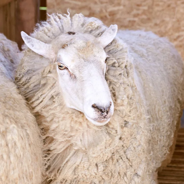 Sad kulunda breeding sheep. Meat and fur farm production. Animal head. Closeup portrait staring