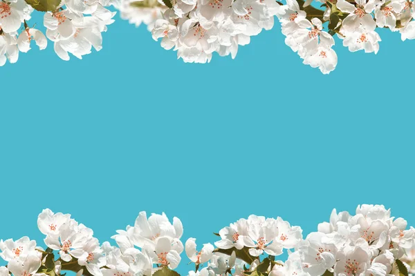 Jabloňová květina. Jasné letní zázemí. Jarní bílé ovoce květiny — Stock fotografie