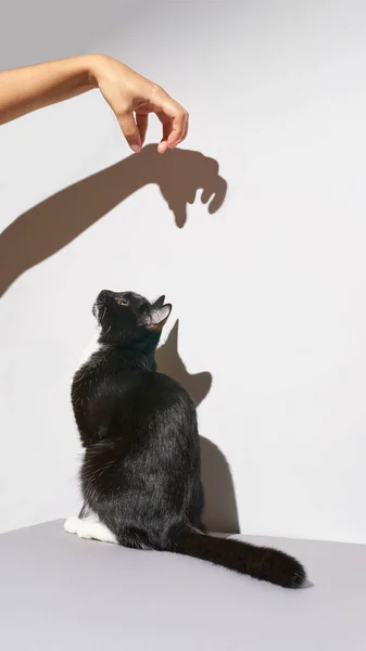 Suporte de gato preto e branco. mão assustar animal de estimação. Sombra na parede — Fotografia de Stock