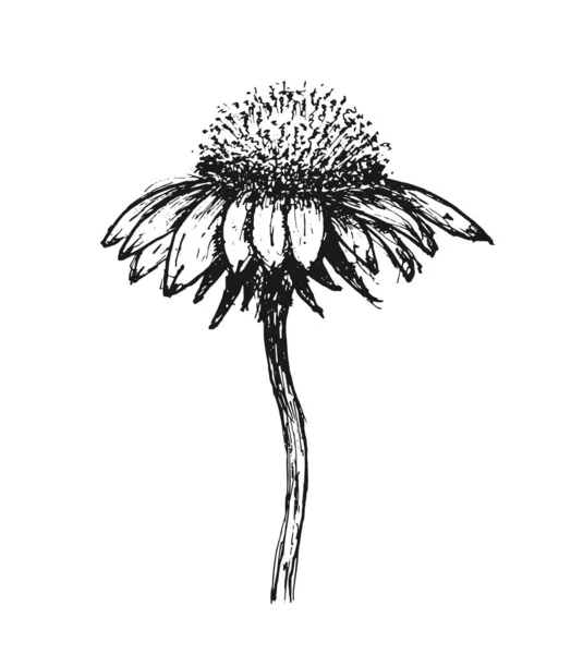Skica Květiny Izolované Bílém Pozadí Designový Prvek Vektorová Ilustrace — Stockový vektor
