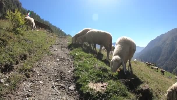 แกะบนภ เขา ตาเล ทยานแห งชาต Gran Paradiso — วีดีโอสต็อก