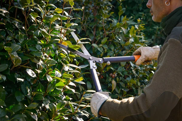 Hecke Mit Schere Schneiden Winterschnitt — Stockfoto