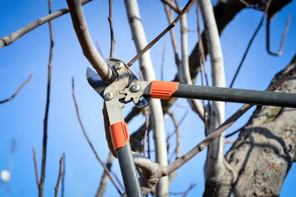 Obstbaumschnitzen Mit Der Gartenschere — Stockfoto