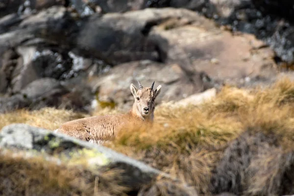 Steinbock Młodych Koziorożec Alpejski Capra Ibex Szczeniak Park Narodowy Gran — Zdjęcie stockowe