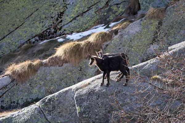 Madre Cachorro Gamuza Alpina Parque Nacional Gran Paradiso Italia — Foto de Stock