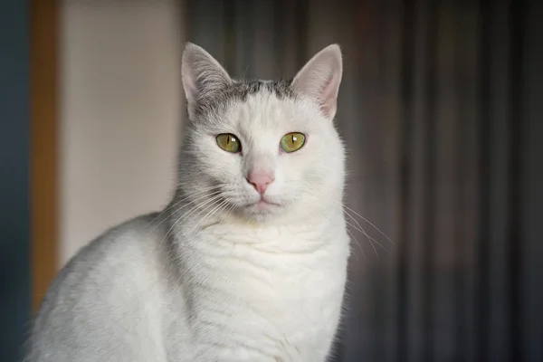 Jovem Gato Branco Doméstico Com Nariz Rosa Interior Casa — Fotografia de Stock