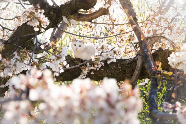 Bonito Gato Branco Relaxante Floração Cereja Árvore Primavera — Fotografia de Stock