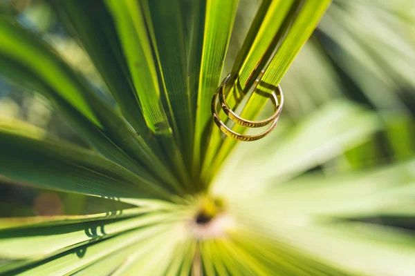 Wedding Rings Palm Tree Leaf — Stock Photo, Image