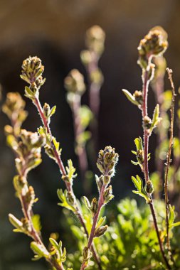 Artemisia Glacialis çiçek, Gran Paradiso Milli Parkı, İtalyan Alpleri. İtalya