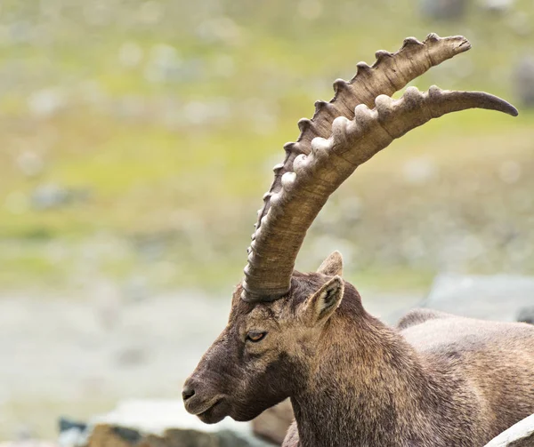 Фелин Ибекс Capra Ibex Национальный Парк Гран Парадизо Италия — стоковое фото